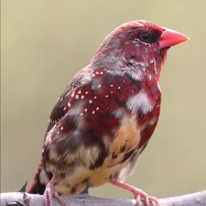 Meet your Posher, Jesse